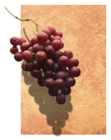 Vine branch with grapes